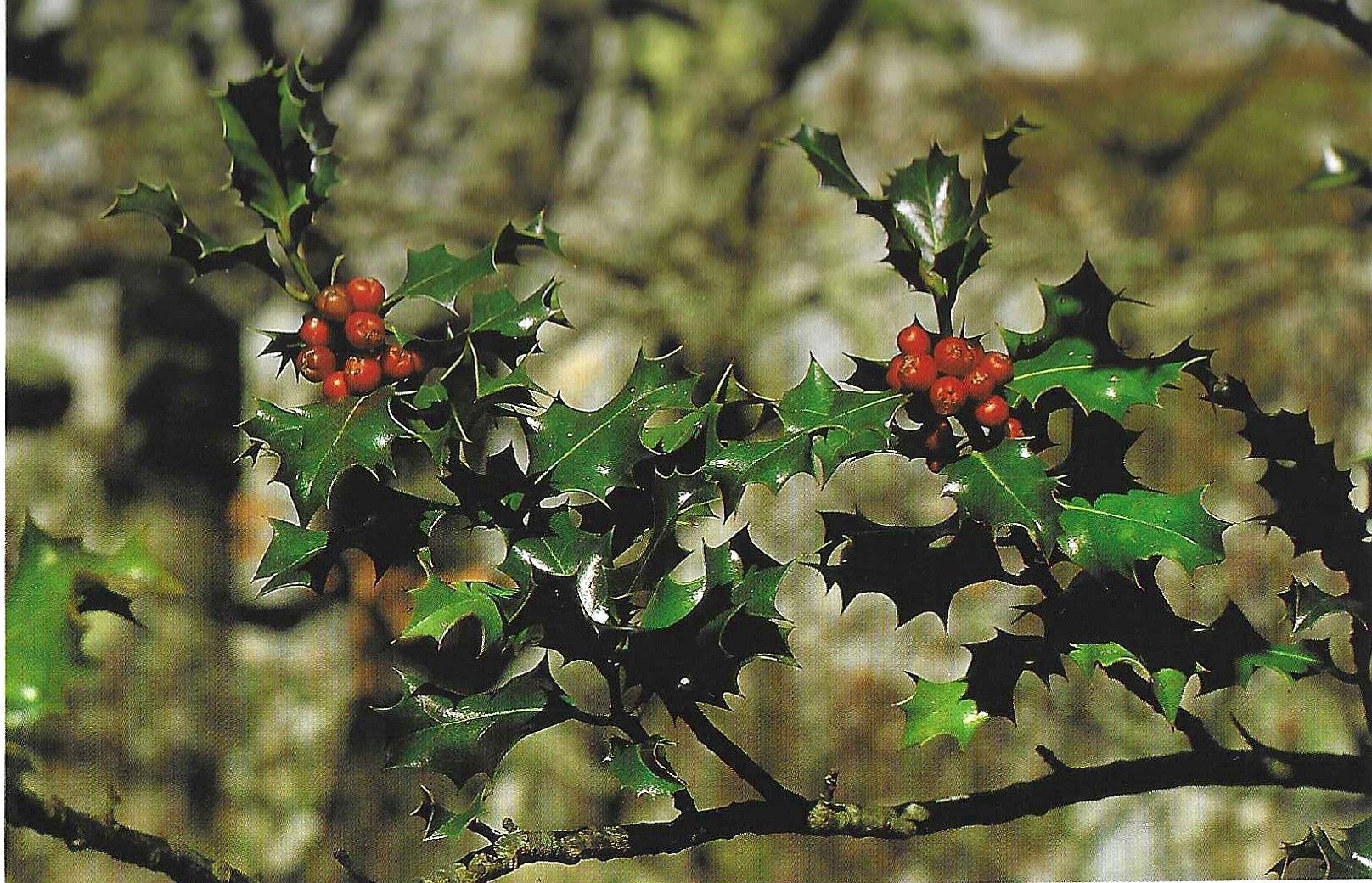 Flor de Acevo