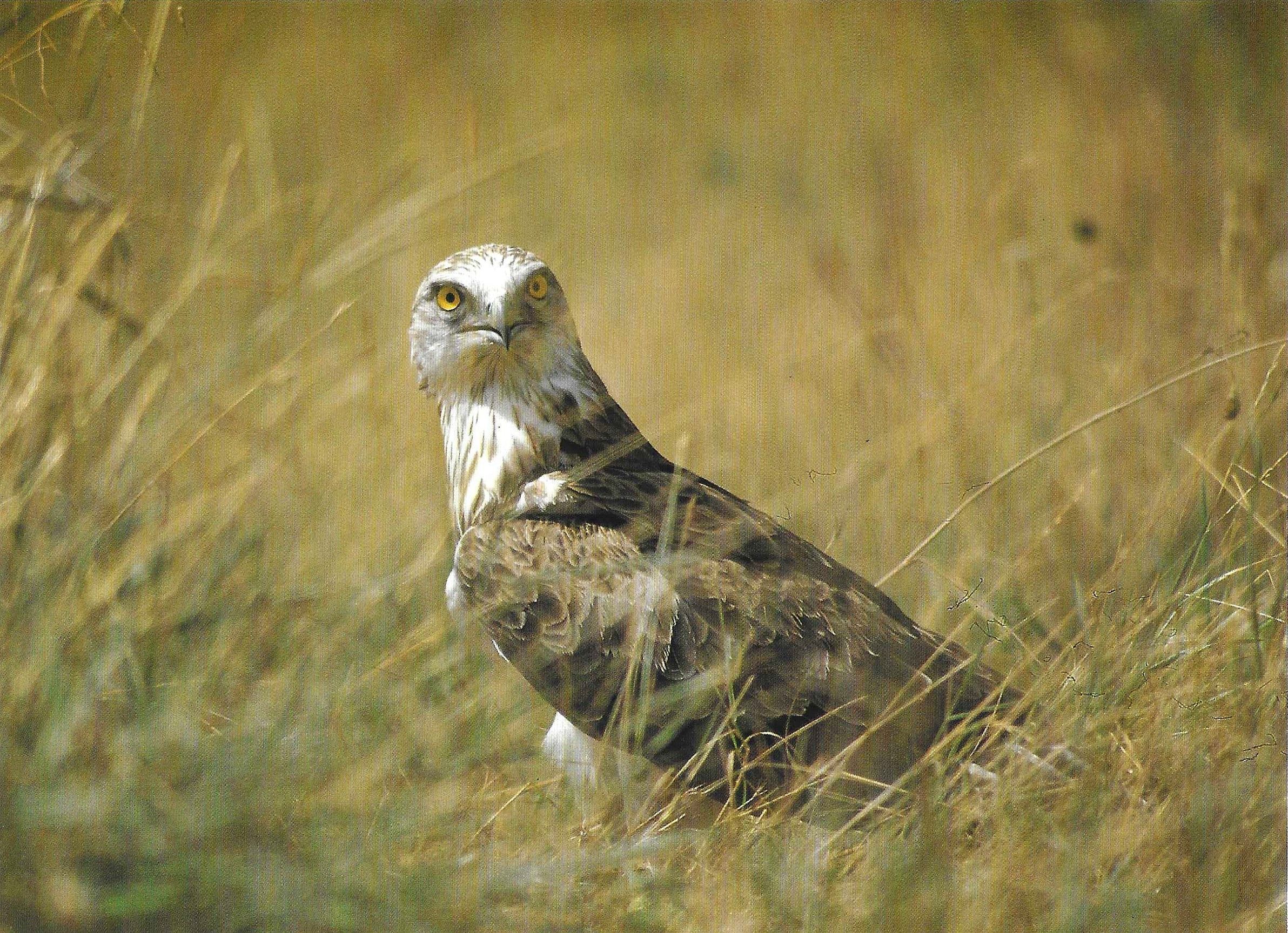 Águila Culebrera