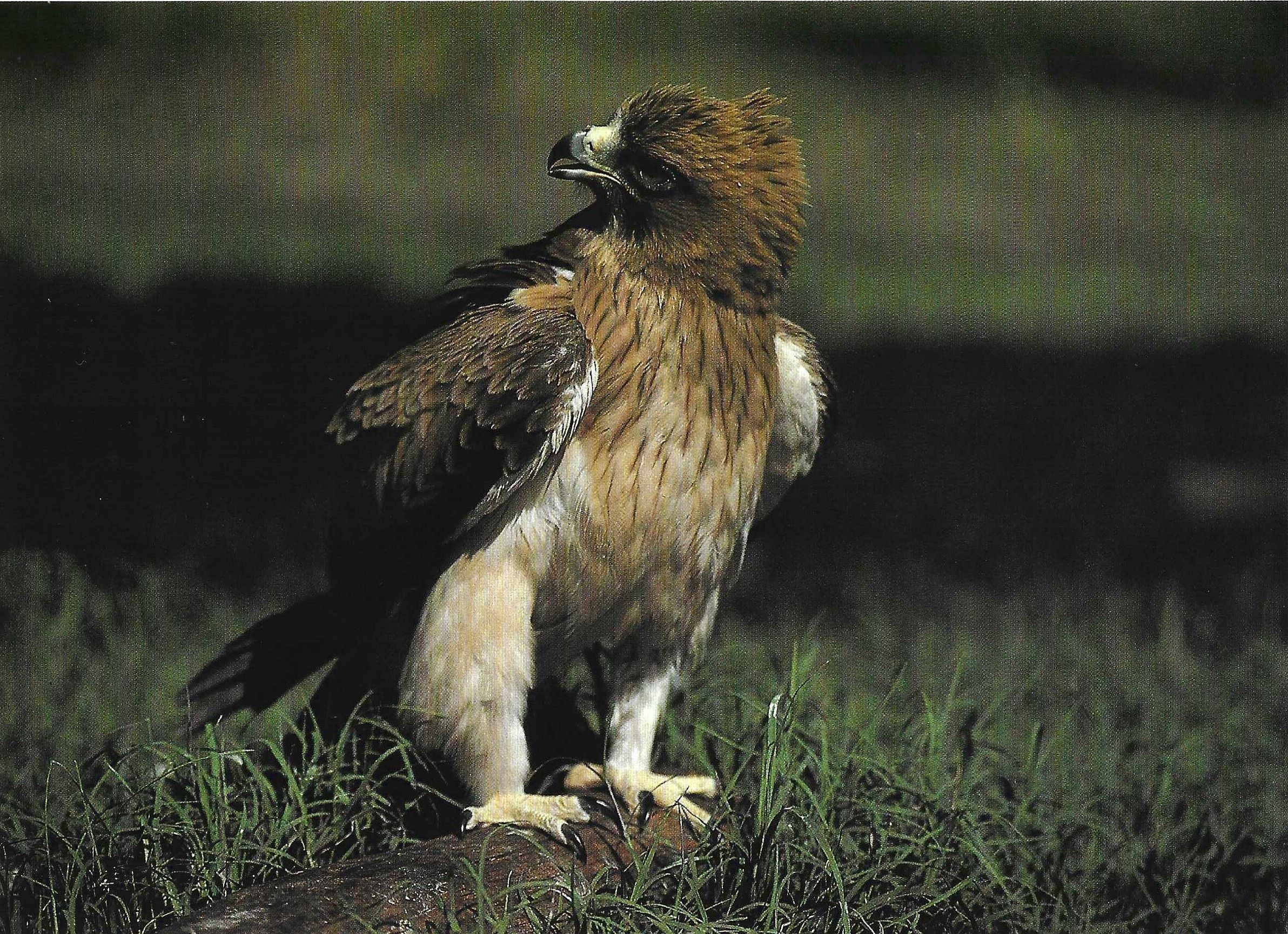 Águila calzada