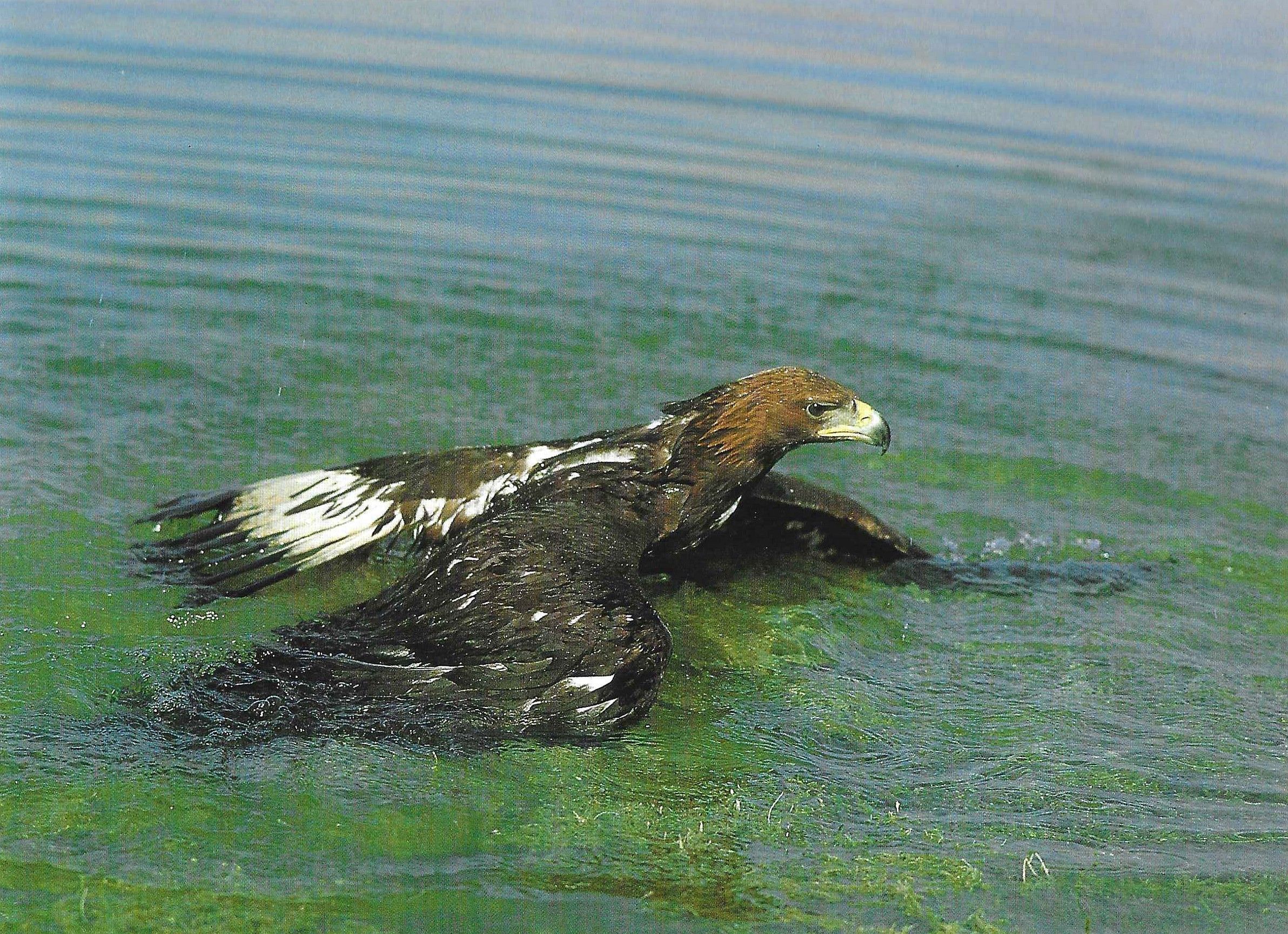 Águila Real en los lagos de Covadona