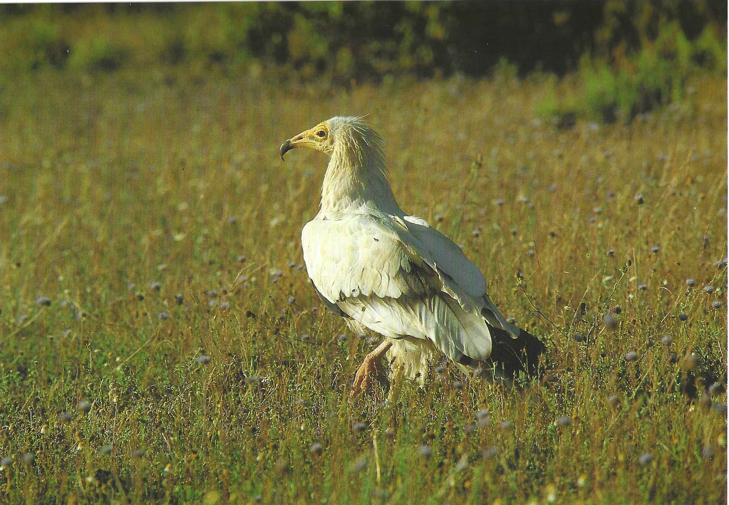 Alimoche