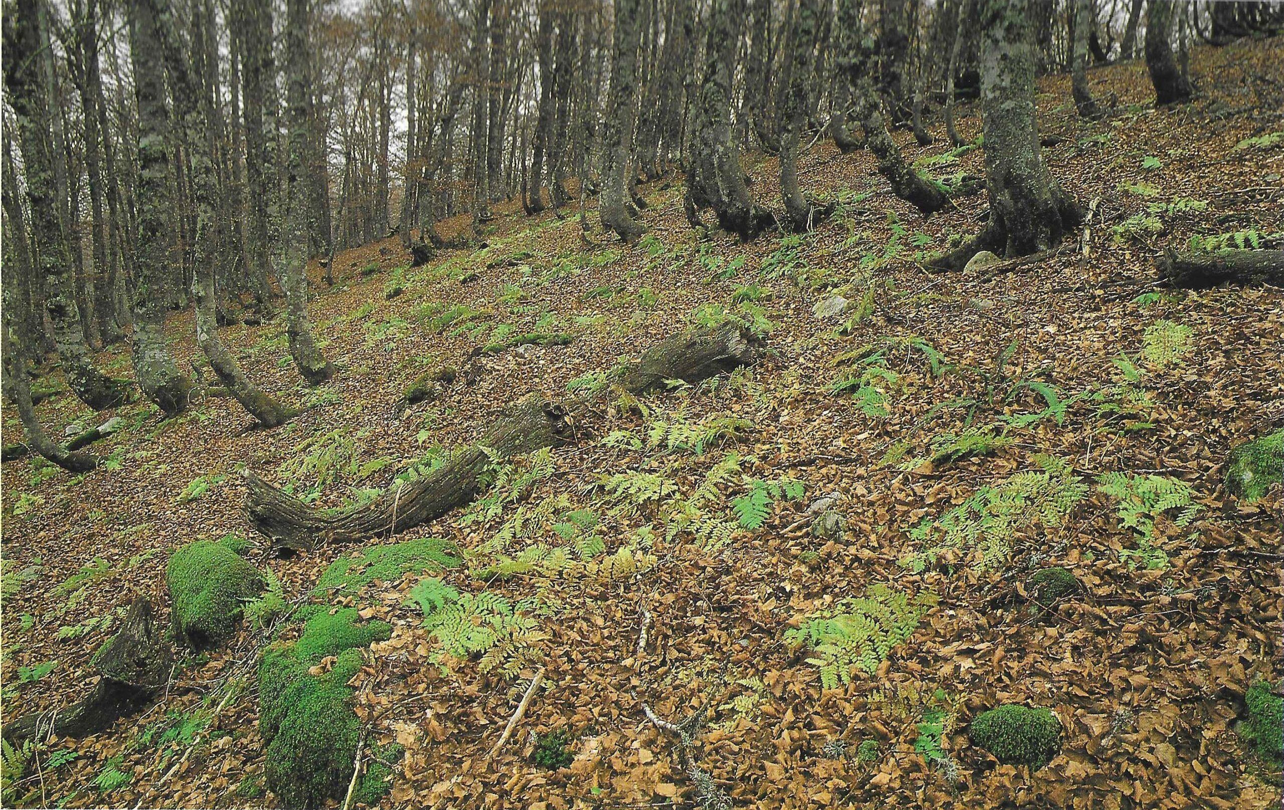 Hayedos del Valle de Valdeón
