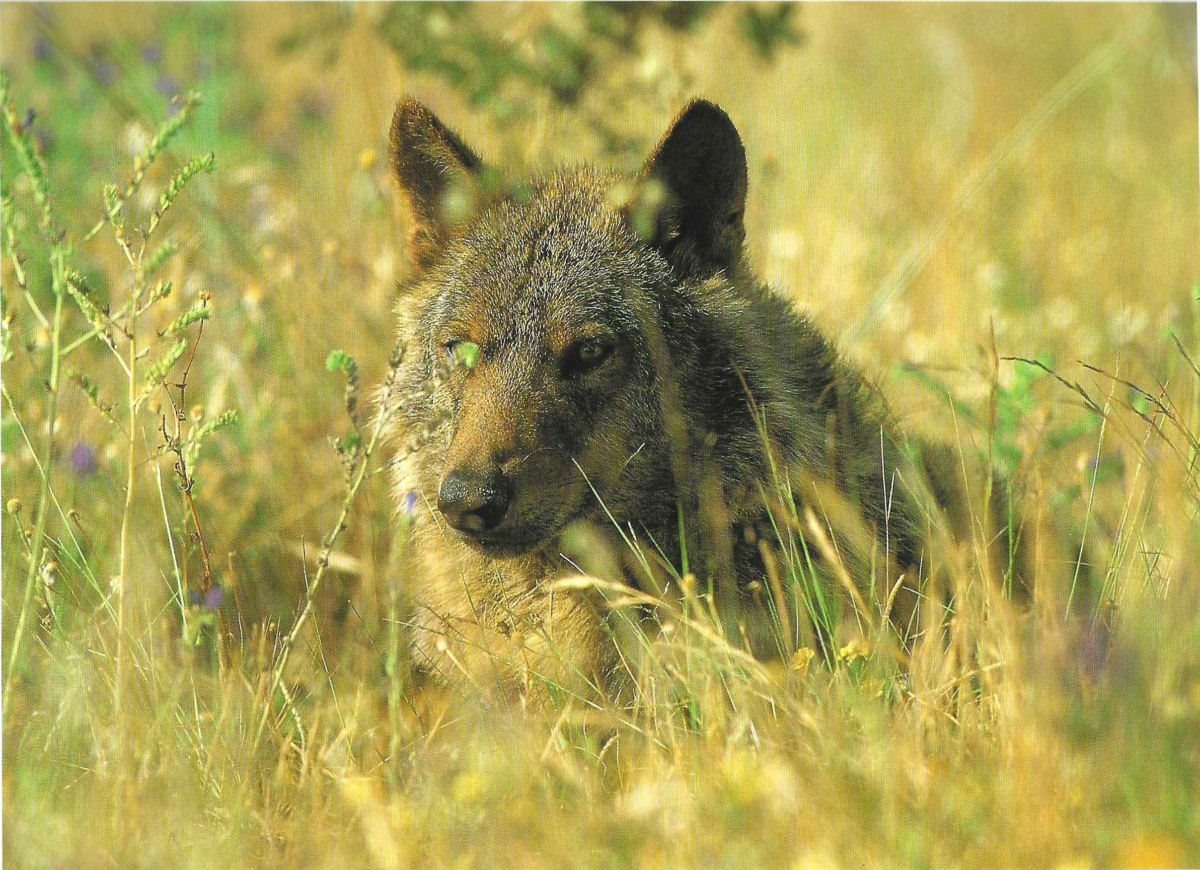 Lobo