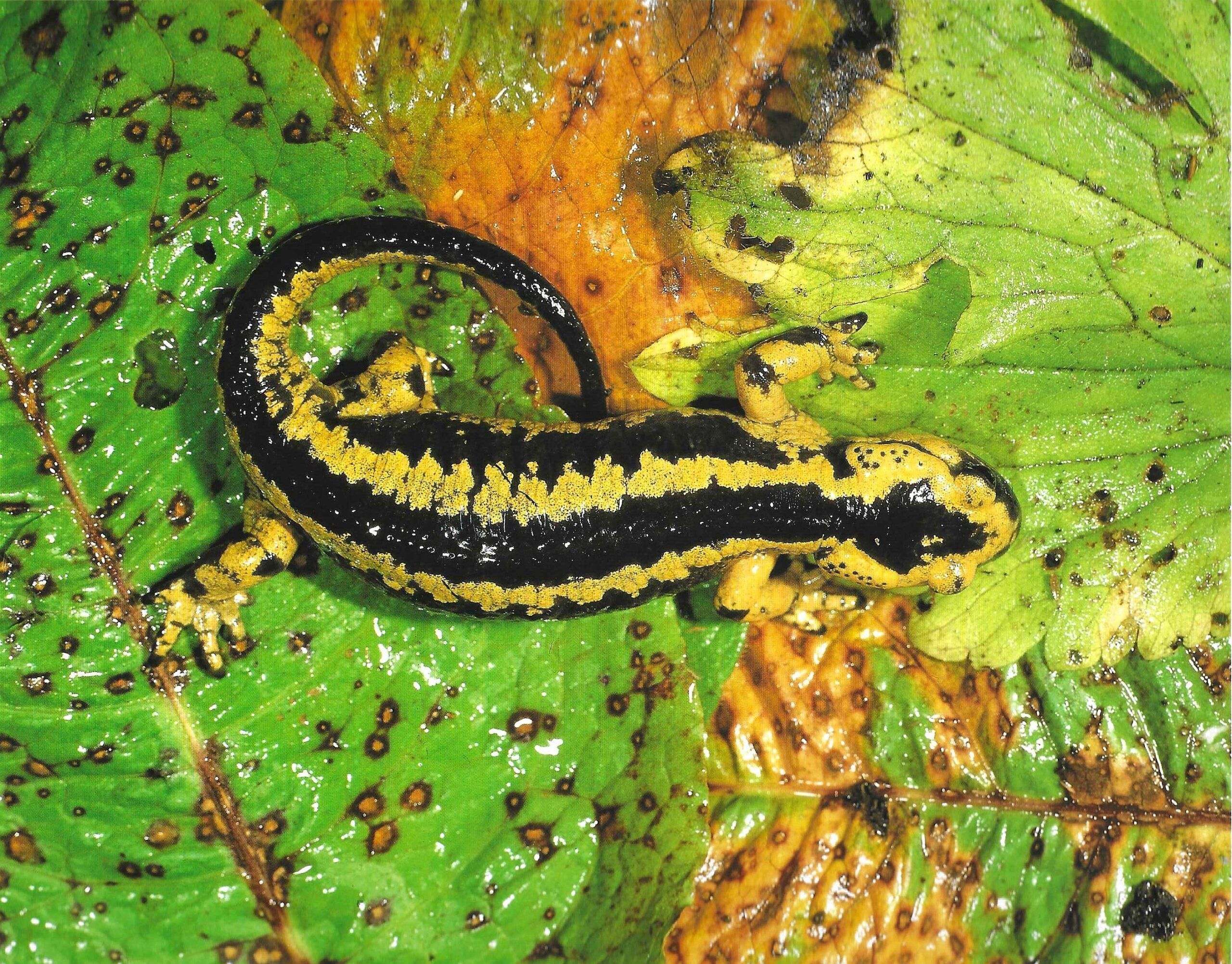 Salamandra común