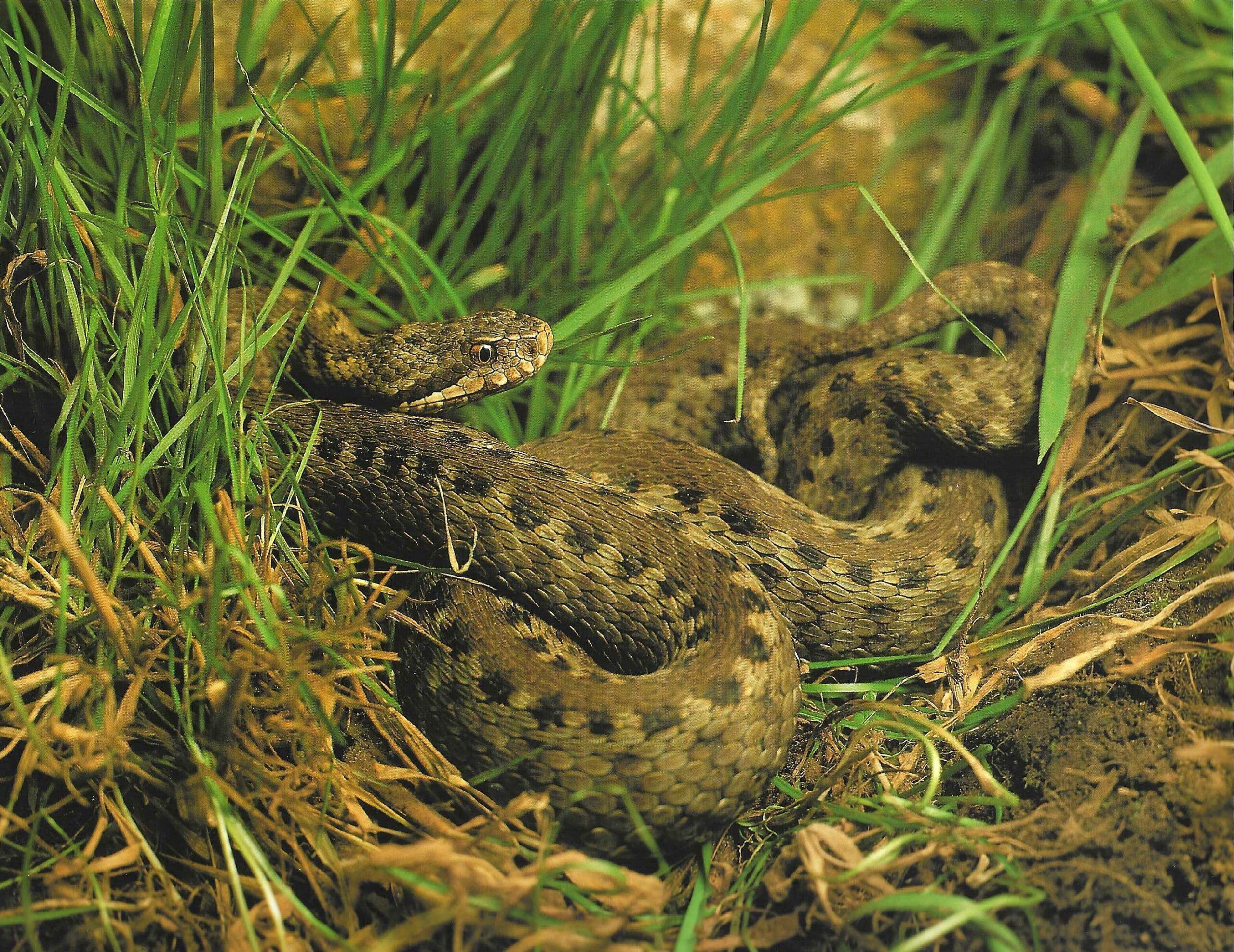 Víbora catábrica